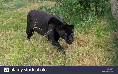 Black Jaguar Animal Stock Photos & Black Jaguar Animal Stock Images - Alamy