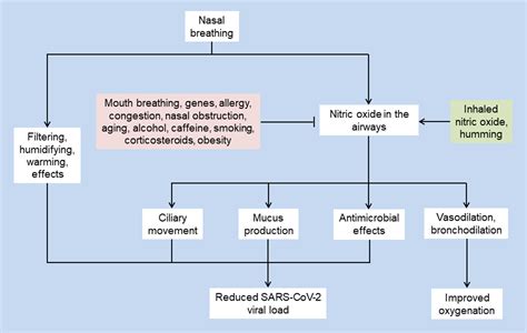 Could Nasal Nitric Oxide Help To Mitigate The Severity Of Covid 19