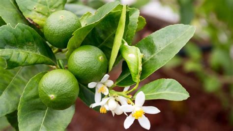 How to Plant, Grow, and Care for Dwarf Lime Trees