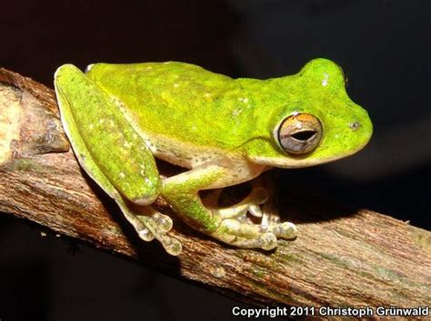 Small Eared Treefrog Ecnomiohyla Miotympanum