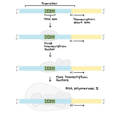 Dna Transcription Rna Synthesis Article Diagrams And Video