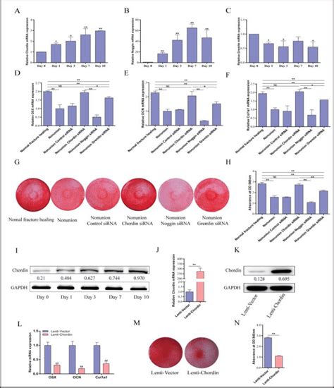 Chordin Knockdown Is An Ideal Target For Enhancing The Osteogenic