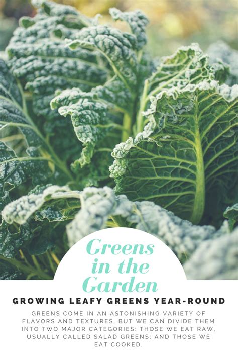 Growing Leafy Greens Year Round Mother Earth Living Winter