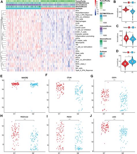 Frontiers Gene Set Based Identification Of Two Immune Subtypes Of