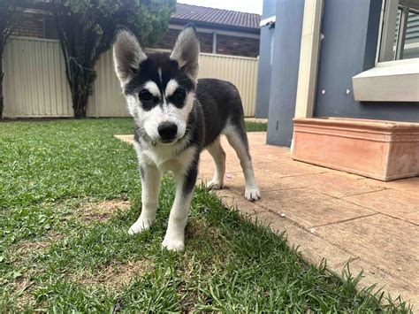 Purebred Siberian Husky - Wetherill Park - PetsForHomes
