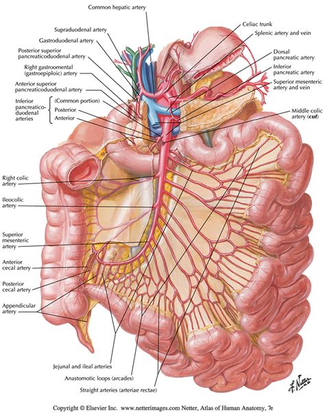 SG ABDOMINAL VESSELS MESENTERIC