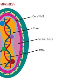 Viral envelope structure, including extracellular enveloped virus (EEV ...