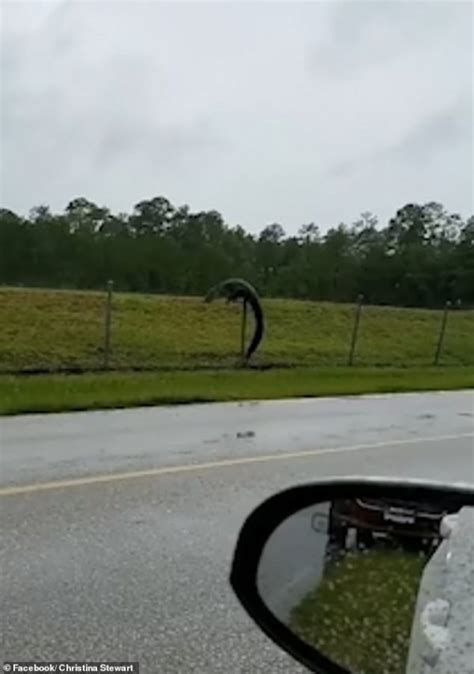 Alligator Is Spotted Climbing Over Florida Fence Into A Navy Air Base