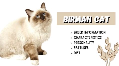 Birman Cat Breed Information: Body Features And Health Problems