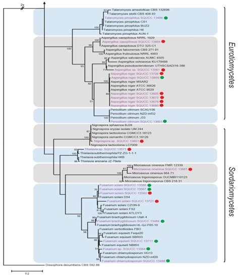 Phylogram Generated From Maximum Likelihood Analysis Of A Its Sequence