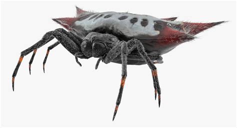 D Spiny Orb Weaver Spider Turbosquid