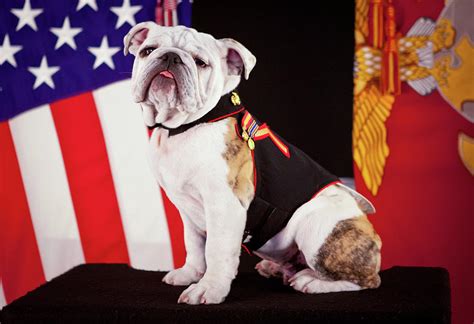 The Official Mascot of the Marine Corps, English Bulldog Pfc. Chesty ...