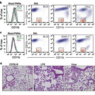 Distinct Inflammatory Signatures Appear In Mouse Chronic Obstructive