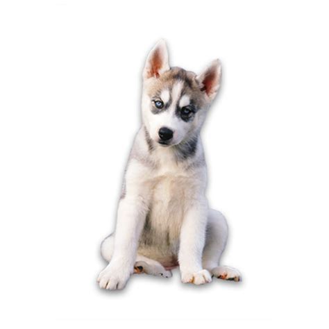 Husky Png Images Transparent Free Download