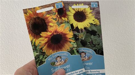 Soaking Sunflower Seeds Before Planting | How-to Guide - Eco Family Life