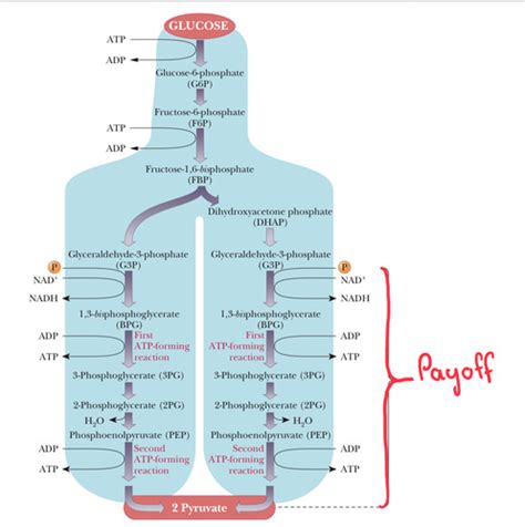 Final Exam Metabolism Flashcards Quizlet