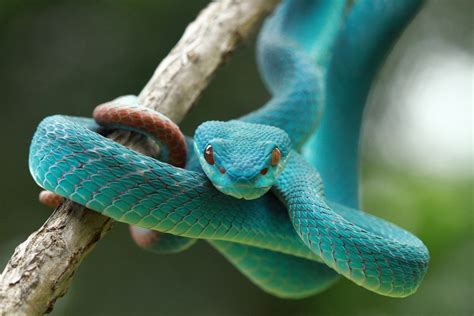 O Que Significa Sonhar Cobra Sonhar Significado Dos Sonhos