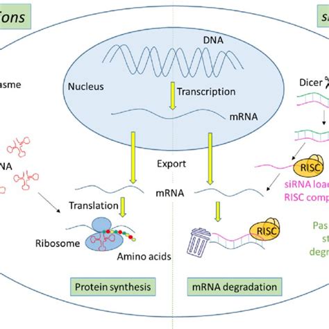 PMO Synthesis And SiRNA Loading For Cancer Cell Internalization And