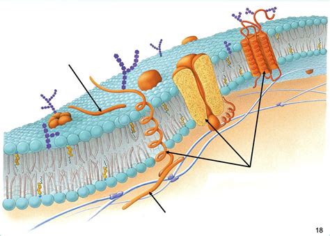 Peripheral Proteins