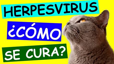 Esporotricosis En Gatos Conoce Esta Enfermedad Que Puede Afectar A Los