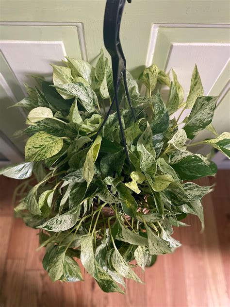 Marble Queen Pothos Hanging Pothos Plant