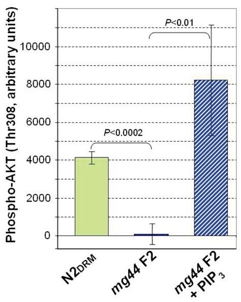 Functional Assay Of Pip3 Based On Phosphorylation Of Aktthr308 Download Scientific Diagram