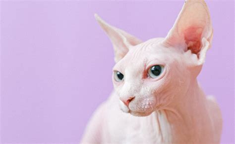 More Fats about Sphynx cats!