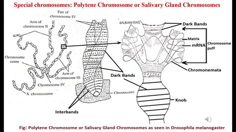 Special Type Of Chromosomes In Hindi Polytene Or Salivary Gland Chomosomes Part 2 Youtube