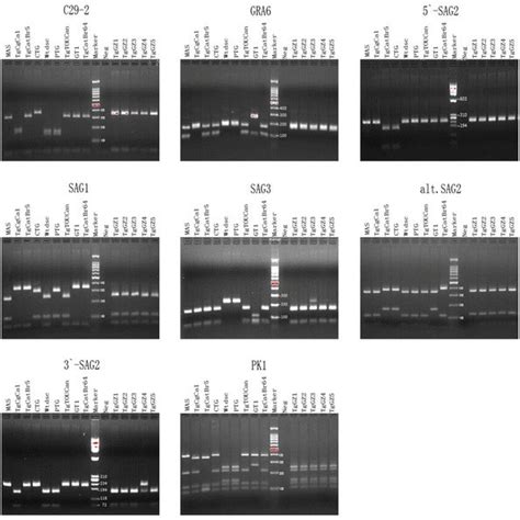 Multiplex Multilocus Nested PCR RFLP Mn PCR RFLP Analysis Of