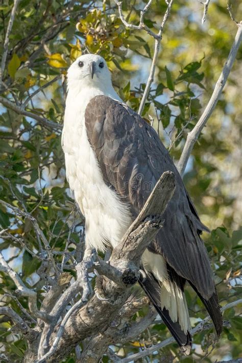 White Bellied Sea Eagle In Queensland Australia Stock Image Image Of