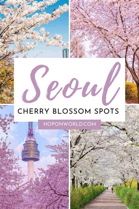 Where to See Cherry Blossoms in Seoul • Hoponworld