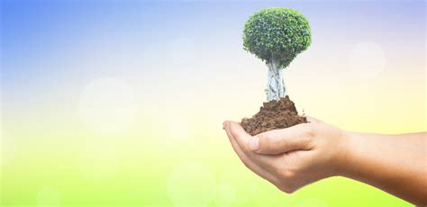 World Tree Plantation Images Browse 30686 Stock Photos Vectors And