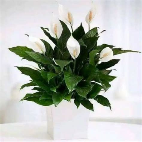 Jual Tanaman Hias Giant Peace Lilly Spathiphyllum Wallisii Shopee