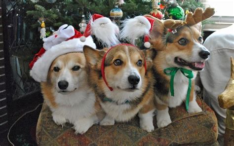 🔥 [50+] Christmas Corgi Wallpapers | WallpaperSafari