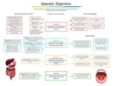 Fisiopatoliga De Aparato Digestivo Esquemas Y Mapas Conceptuales De Medicina Docsity