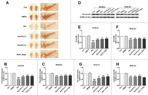 Plg Restores Th Expression In A Mouse Model Of Rotenone Induced Pd