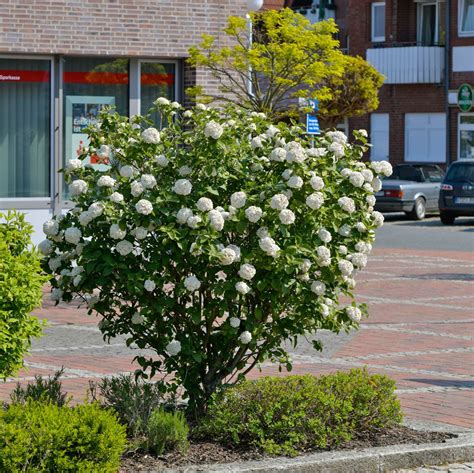 Viburnum Tinus Lorbeer Schneeball Jetzt G Nstig Online Kaufen Bei