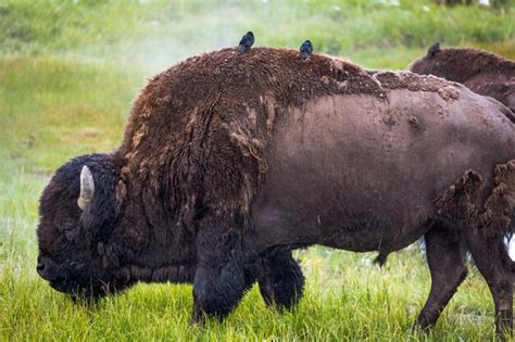 Premium Photo | Large yellowstone bison buffalo at yellowstone national ...