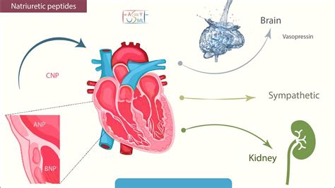 Natriuretic Peptides Youtube