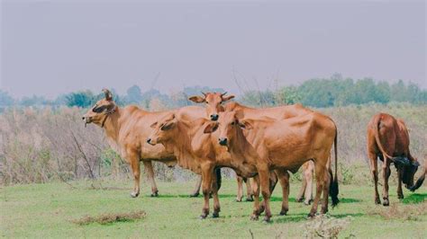 Mengapa Penyakit Lsd Pada Sapi Sangat Berbahaya Ini Yang Harus