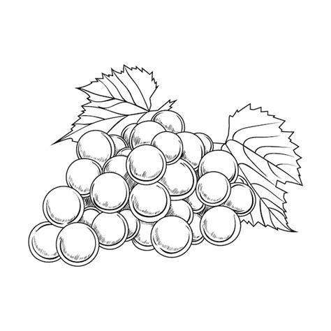 Free Vector Hand Drawn Grape Vine Outline Illustration