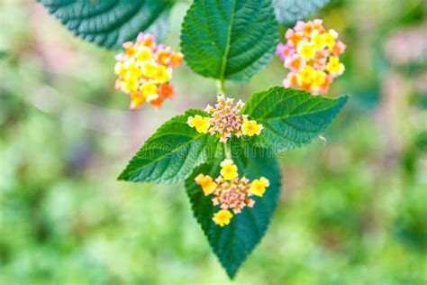 Flowers With Green Leaves Stock Image Image Of Abstract 85878441