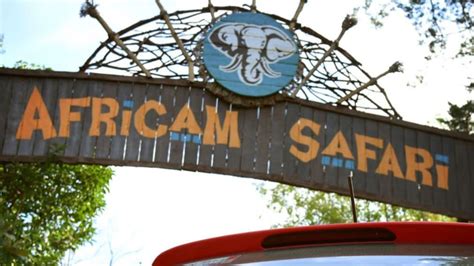 Qui N Es El Due O De Africam Safari El Nuevo Hogar De La Jirafa Benito