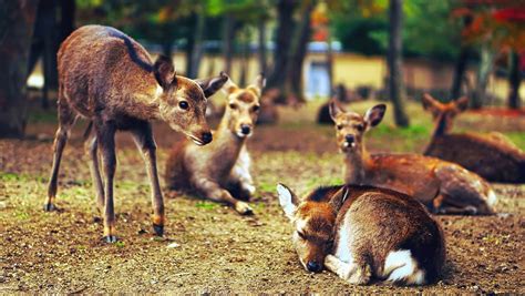 Free picture: deer, grass, animals, wildlife, wood, park