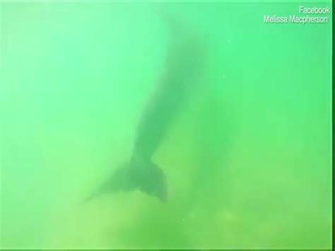 Dolphins Wow Swimmers At New Zealand S Popular Matarangi Beach