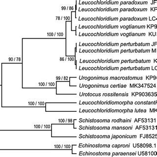 The Bayesian Phylogenetic Reconstruction Based On Nucleotide Sequences