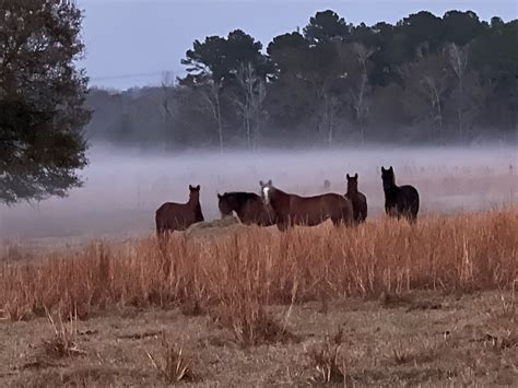 Gallery - Wild Mustang Ranch