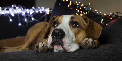 Como Acalmar Cachorro Com Medo De Fogos De Artifício — Procão