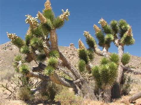 Joshua Tree Heading Into The Largest Joshua Tree Forest In Flickr