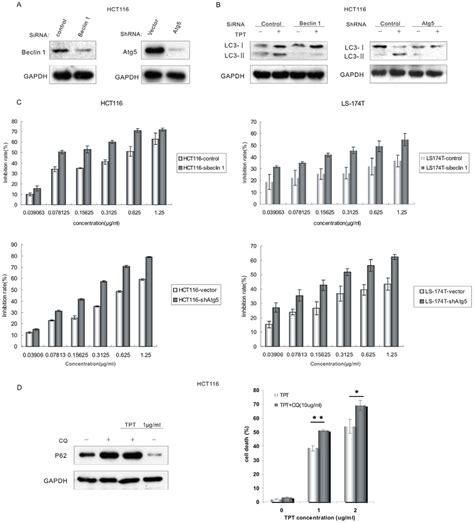 Topotecan Treatment Induced Functional And Cytoprotective Autophagy In